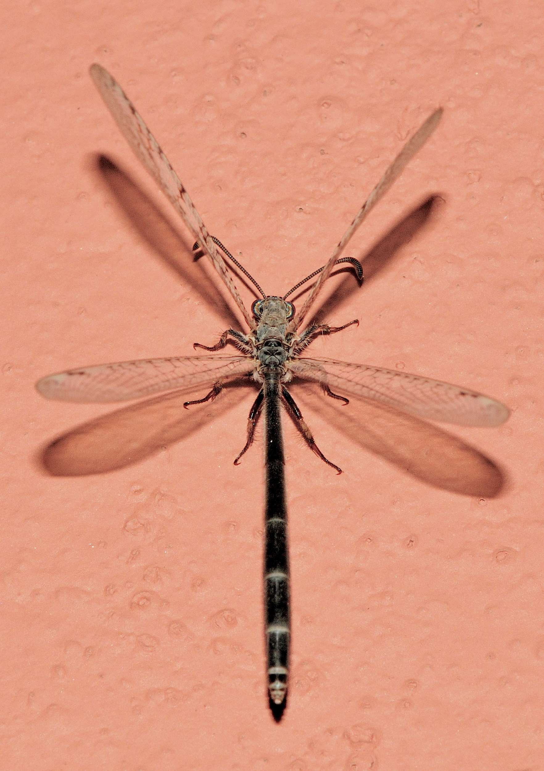 Palpares libelluloides e Nicarinus poecilopteruse